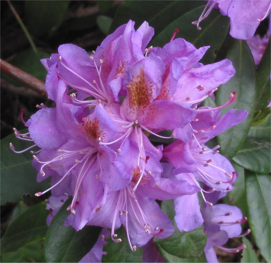 pontic rhododendron